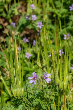 Olsynium douglasii güneşin altında çiçek açtı.