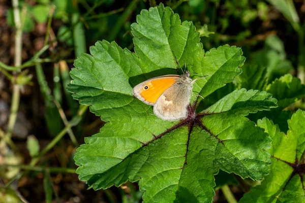 Метелик Звичайній Польовій Рослині — стокове фото