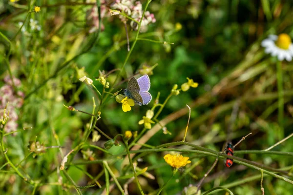 False Butterfly Idas Wet Vegetation — Stock Photo, Image