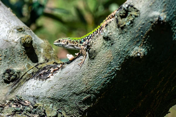 Lizard Podarcis Siculus Olive Tree Sun — Stock fotografie