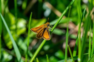thymelicus lineola Güneşteki bitki örtüsü üzerine