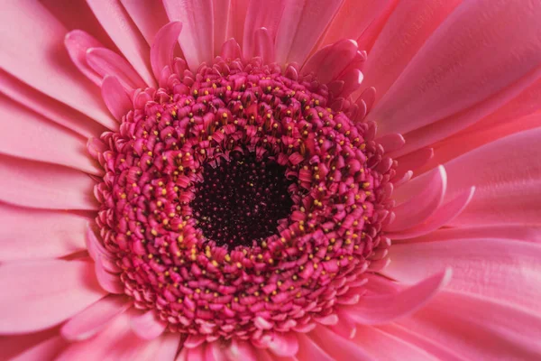 The middle of a pink gerbera flower with pestles and stamens close-up filled the whole photo. Beautiful pattern in a circle with different colors. Interesting macro photo texture 3d.