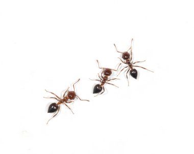 Beyaz arkaplanda karıncalar