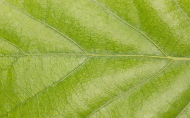 arkaplan olarak yeşil yaprak