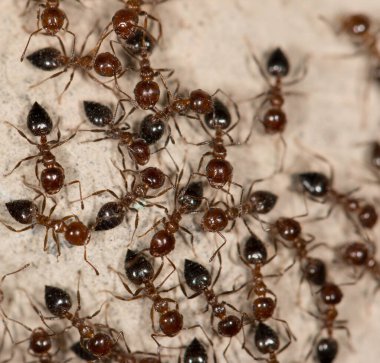 Duvardaki karıncalar