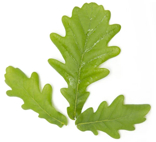 Mladé Zelené Dubové Listy Bílém Pozadí — Stock fotografie