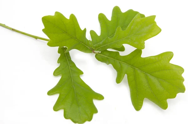 Giovani Foglie Quercia Verde Ramo Sfondo Bianco — Foto Stock