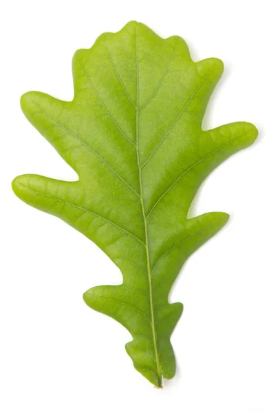 Mladé Zelené Dubové Listy Bílém Pozadí — Stock fotografie