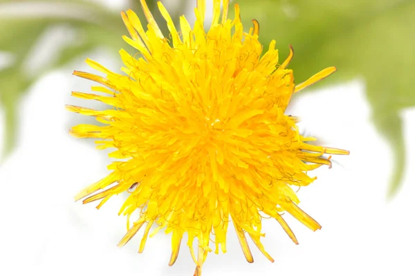 Diente León Amarillo Sobre Fondo Blanco — Foto de Stock