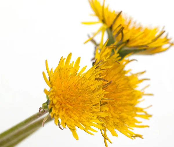 Dente Leão Amarelo Sobre Fundo Branco — Fotografia de Stock