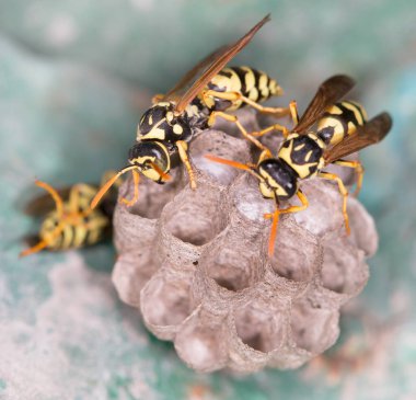 Siyah arkaplanda makro ahududu tomurcukları