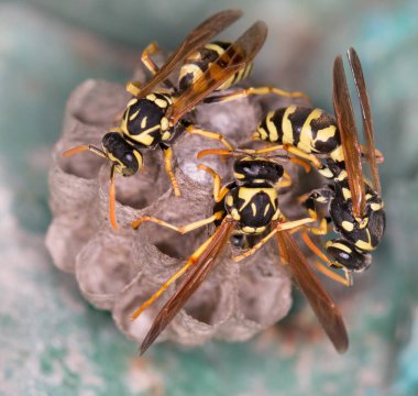Siyah arkaplanda makro ahududu tomurcukları