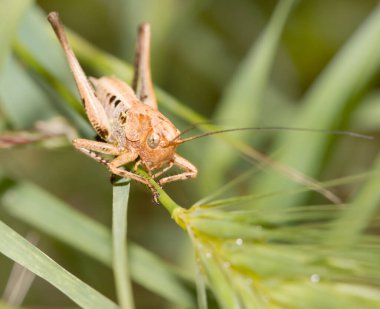 Çimlerin üzerinde çekirge