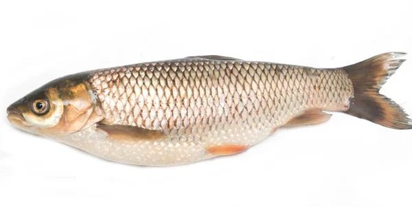 Carpe Poisson Fraîche Sur Fond Blanc — Photo