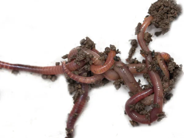 Rote Würmer Aus Dem Boden Auf Weißem Hintergrund — Stockfoto