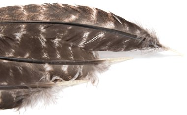 Beyaz arkaplanda kuş tüyleri