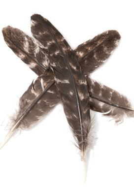 Beyaz arkaplanda kuş tüyleri