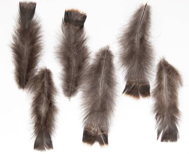 Beyaz arkaplanda kahverengi kuş tüyü