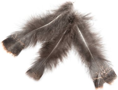 Beyaz arkaplanda kahverengi kuş tüyü