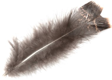 Beyaz arkaplanda kahverengi kuş tüyü
