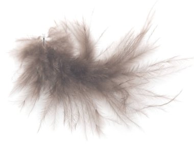 Beyaz arkaplanda kahverengi kuş tüyü