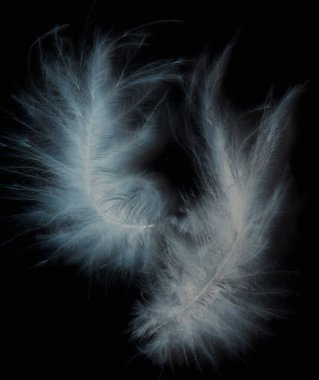 Siyah arkaplanda beyaz kuş tüyü