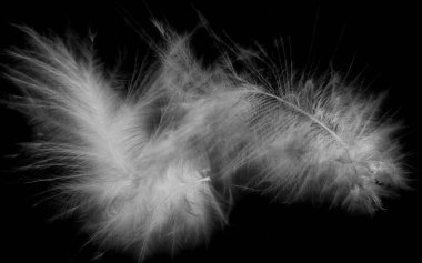 Siyah arkaplanda kuş tüyü