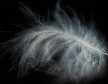 Siyah arkaplanda kuş tüyü