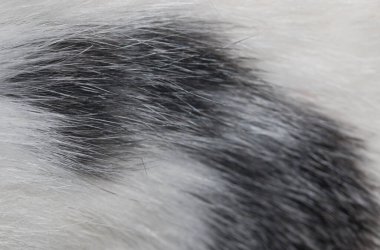 Arkaplan olarak siyah ve beyaz tavşan kürkü