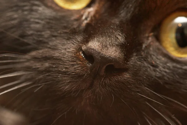 Cara Gato Negro Como Fondo — Foto de Stock