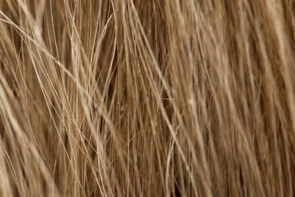 Светлые Волосы Качестве Фона — стоковое фото