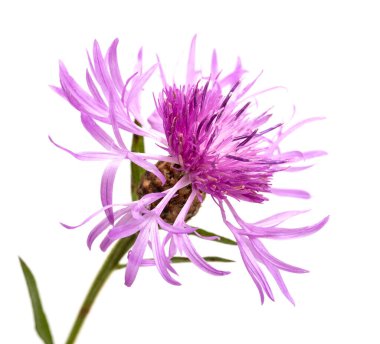 Beyaz arkaplanda pembe bir çiçek