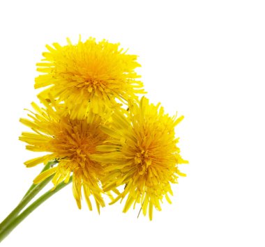 Beyaz arkaplanda sarı karahindiba