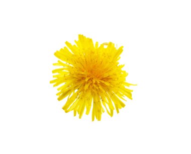 Beyaz arkaplanda sarı karahindiba