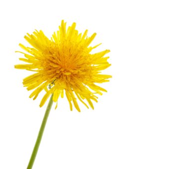 Beyaz arkaplanda sarı karahindiba