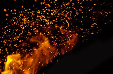 yeşil kertenkele başı bahar çimlerinde .