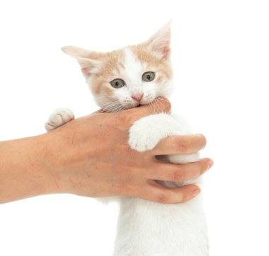 Kırmızı benekli beyaz kedi yavrusu beyaz arka planda oynar