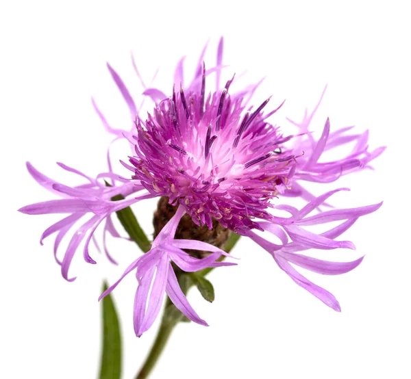 Beyaz Arkaplanda Pembe Bir Çiçek — Stok fotoğraf