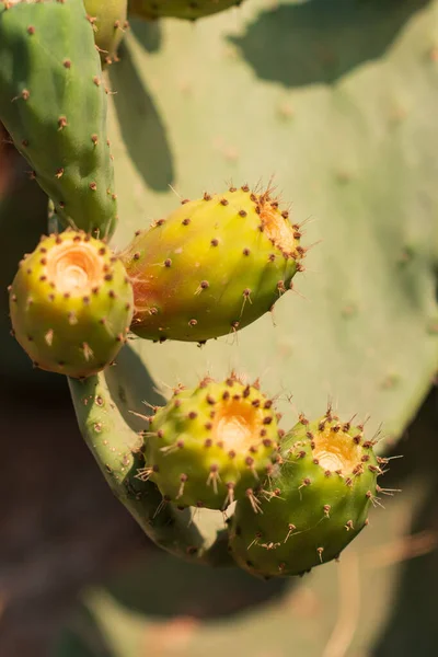 Large Cactus Leaves Prickly Fruits — Stock Photo, Image