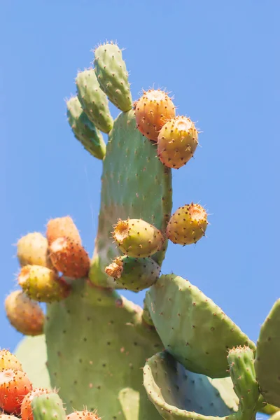 Grandes Feuilles Cactus Aux Fruits Piquants — Photo