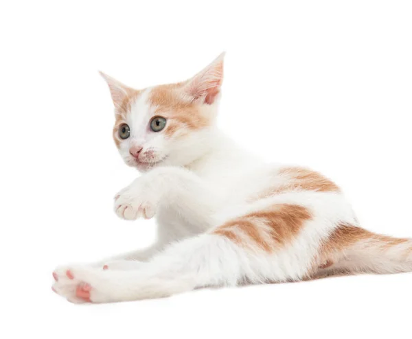 White Kitten Playing White Background — Stock Photo, Image