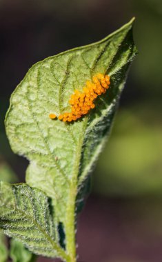 Yaprağın üzerinde böcek larvaları