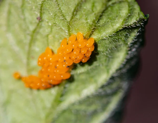 Larvae Pest Beetles Leaf — Stock Photo, Image