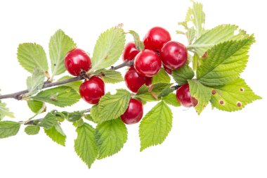 Bir dalda kadife kiraz