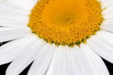 Siyah arka planda papatya