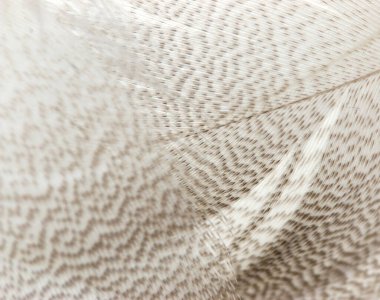 Beyaz arkaplanda kuş tüyü