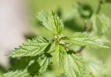 Arka plan olarak taze ısırgan otu yaprakları