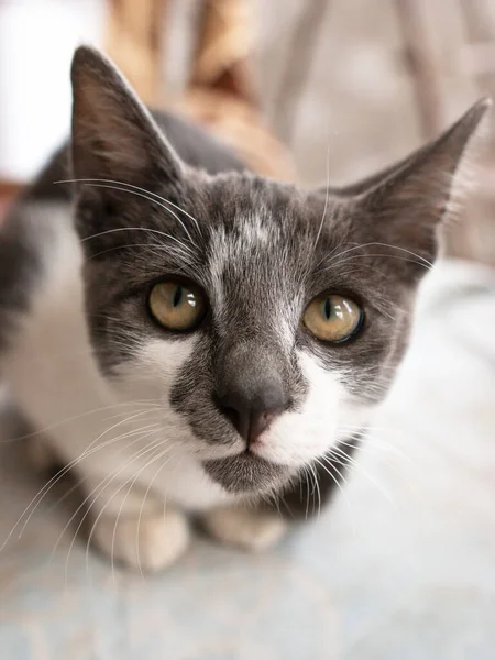 Gato Blanco Con Manchas Negras —  Fotos de Stock