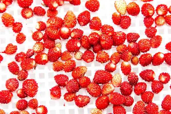 Fragola Selvatica Sfondo Bianco — Foto Stock