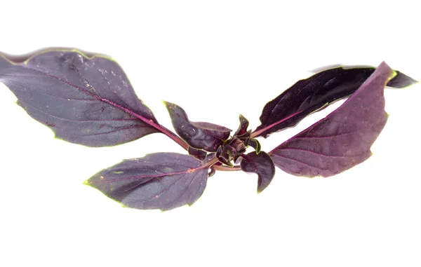 Foglie Basilico Viola Sfondo Bianco — Foto Stock